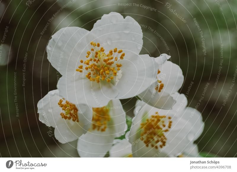 weiße Blume Makroaufnahme nach dem Regen weiße blüten Blühend Nahaufnahme gelb schön analog retro vintage film Farbfoto Pflanze Blüte natürlich Natur Duft
