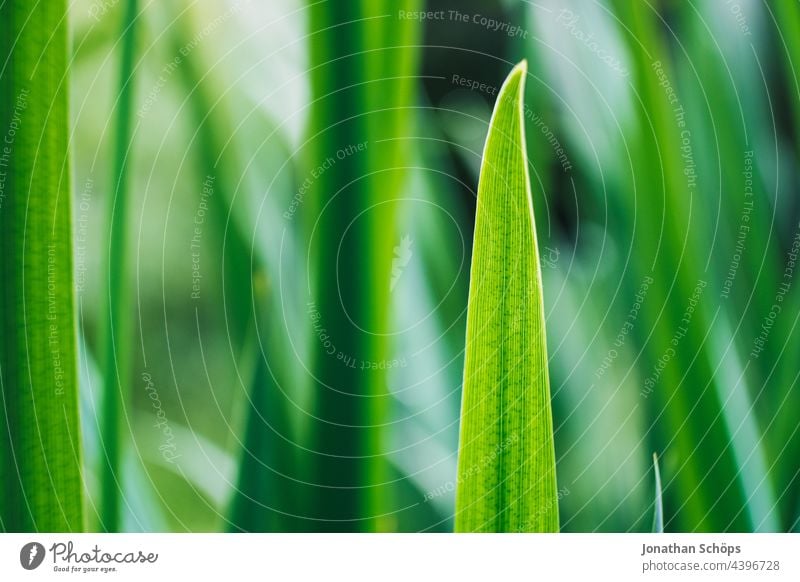Pflanze auf der grünen Wiese Makro Natur Menschenleer Nahaufnahme Außenaufnahme Sommer Gras Farbfoto Umwelt Wachstum Schwache Tiefenschärfe Wildpflanze