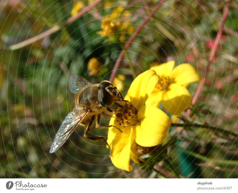 Myiatropa florea Biene Blume Verkehr schwebefliege Makroaufnahme