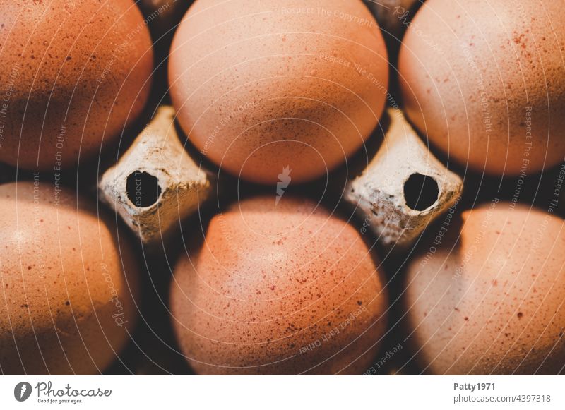 Sechs braune Hühnereier in der Schachtel Ei Ernährung Lebensmittel Bioprodukte Gesunde Ernährung frisch top-down Eierkarton Detail Nahaufnahme sechs