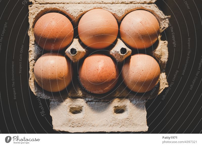 Sechs braune Hühnereier in der Schachtel Ei Ernährung Lebensmittel Bioprodukte frisch top-down Sixpack Nahaufnahme Eierkarton