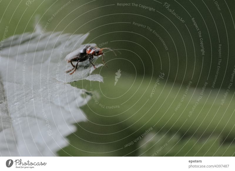 Kleiner Käfer sitzt auf dem Rand eines Blattes und schaut in die Kamera Tier Antenne verschwommener Hintergrund braun Wanze Sträucher abschließen Nahaufnahme