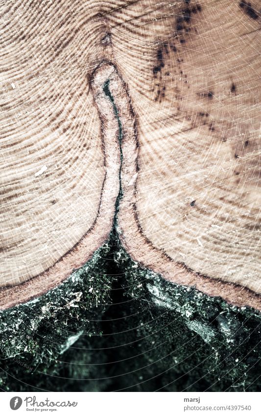 Eingewachsene Rinde Holz Maserung braun Baumrinde Sägeschnitt Gedeckte Farben Detailaufnahme Muster Jahresringe Strukturen & Formen Teilung einzigartig abstrakt