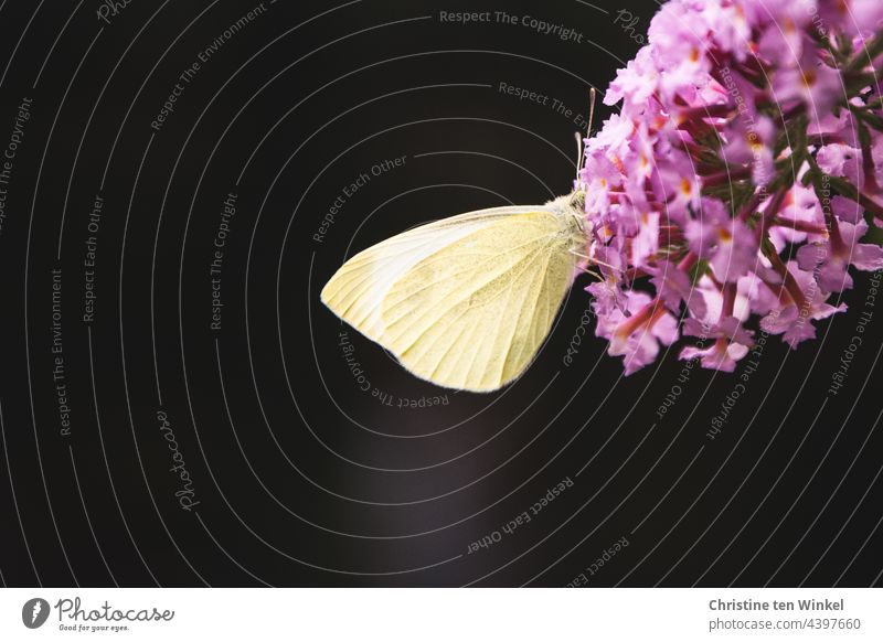 Ein hungriger Kohlweißling hat sein Köpfchen tief in den Blüten des Sommerflieders vergraben Schmetterling Tagfalter Pieris brassicae Großer Kohlweißling