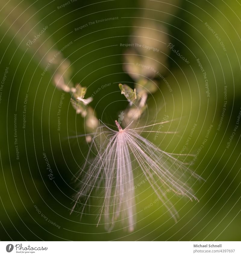 Haariger Flugschirm einer Pusteblume, hängengeblieben an einer anderen Pflanze Achänen Schirmflieger pappus Haarkelch Federkelch leicht Leichtigkeit Feinheiten