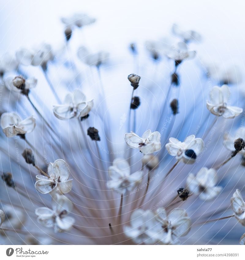 Zierlauchkugel mit Samenkapseln Natur Pflanze Blume Fruchtstand Zierlauchblüte Makroaufnahme Schwache Tiefenschärfe Farbfoto Menschenleer Garten
