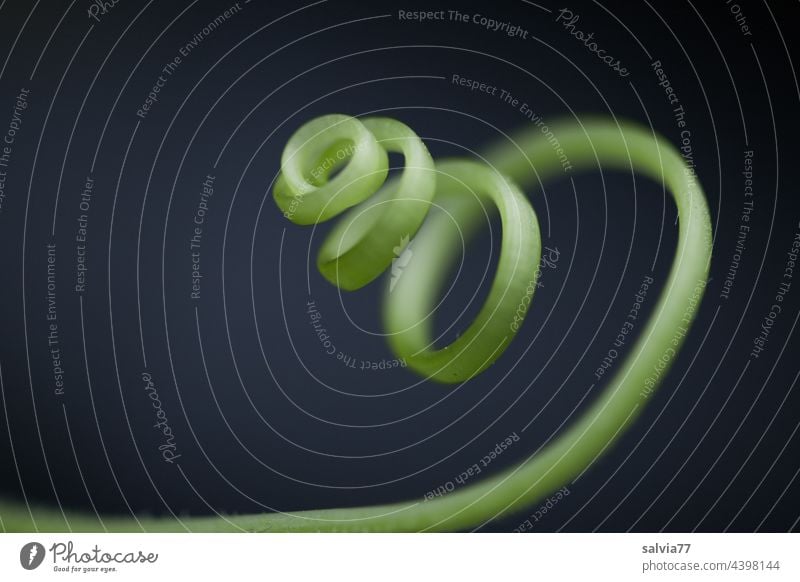 spiralförmige Gurken-Sprossranke Ranke Gurkenranke Spirale Wachstum drehen Kringel abstrakt Sproßranke Hintergrund neutral Natur Pflanze Pflanzenteile elegant