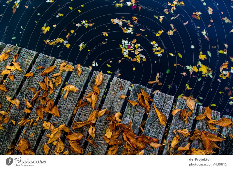 Laub, dass auf Bretter fällt Umwelt Landschaft Urelemente Wasser Herbst Schönes Wetter Baum Blatt Garten Park Flussufer Insel Gefühle Stimmung Freude Glück