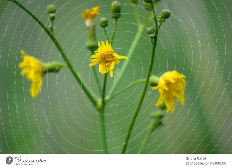Blühende Staudengolddistel Nahaufnahme mit selektivem Fokus auf den Vordergrund Frühling gelb Wildblume Blume Pflanze Blütezeit geblümt Flora Kraut Botanik