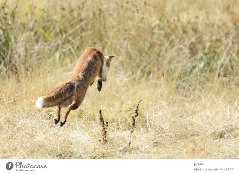 Fang die Maus - Fuchs-Darß Umwelt Natur Landschaft Tier Wildtier 1 springen braun grün Jagd Naturschutzgebiet Farbfoto Menschenleer Textfreiraum rechts Tag