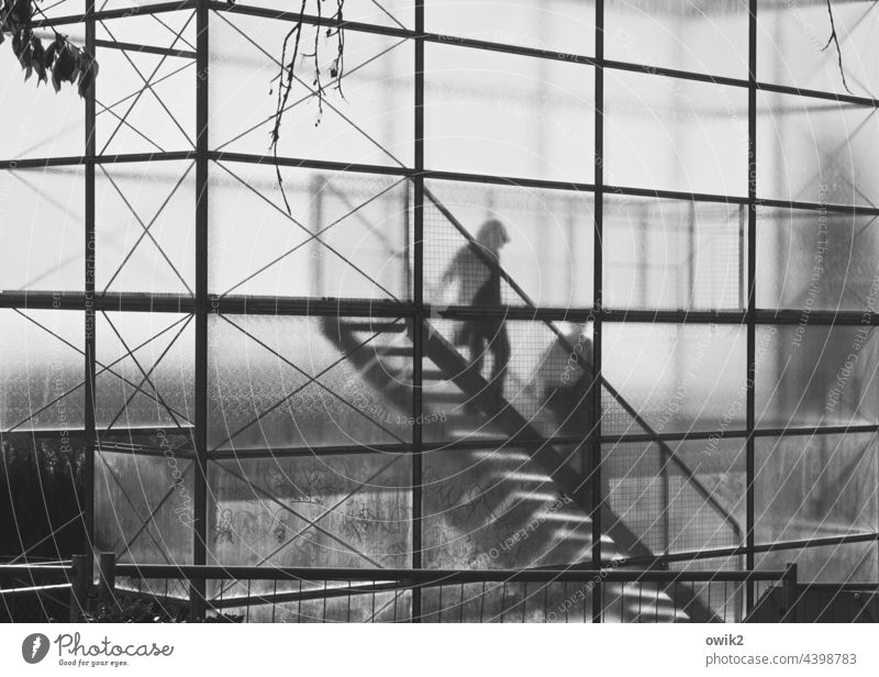 Glaseinschluss Aussichtsturm gläsern Treppe eckig Silhouette durchscheinend absteigen Schatten Sonnenlicht abstrakt Mensch 2 Bauwerk Bamberg Zweige u. Äste
