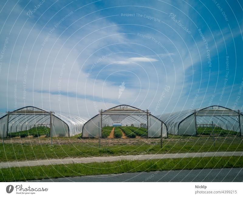 Drei Gewächshäuser (Folientunnel) mit Erdbeerpflanzen vor blauem Himmel mit Wolken Agrarprodukt Agrarwirtschaft agrarwirtschaftlich Erdbeerfeld Erdbeeren