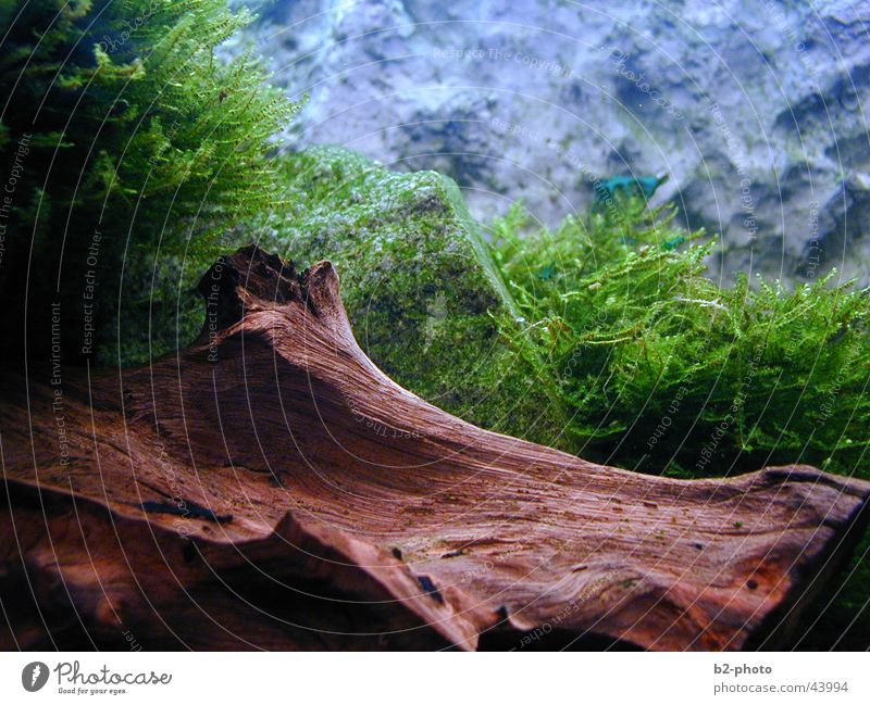 Unterwasserwelt Aquarium Holz Pflanze leer Physik Algen Wasser Fisch Landschaft Wurzel Stein Wärme rückwand Schatten