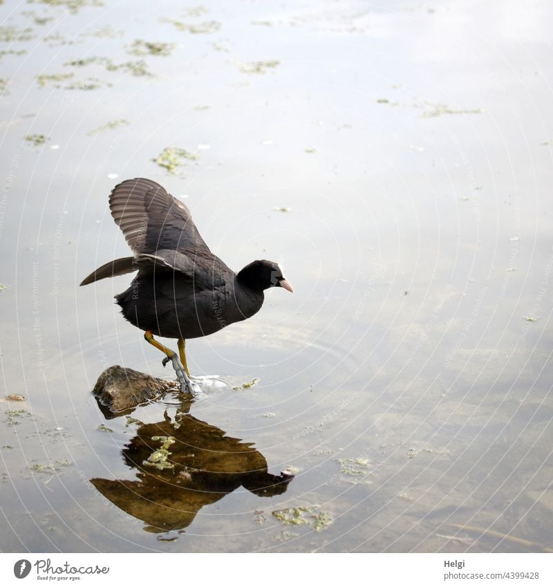 Frühsport - Blässhuhn steht im See auf einem Bein und schlägt mit den Flügeln Vogel Wasservogel Ralle Blesse Hornschild Schwimmlappen Spiegelung Bewegung Tier