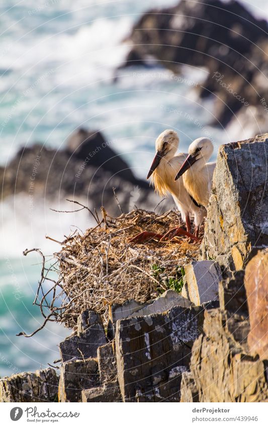 Störche nisten auf Felsen – Portugal 2013 Umwelt Natur Landschaft Tier Urelemente Sommer Küste Meer Wildtier Vogel Tierjunges ästhetisch sportlich authentisch
