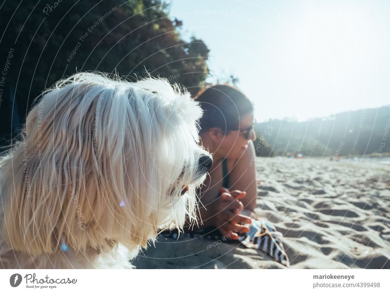 Seitliche Nahaufnahme eines Malteser-Bichon-Hundes am Strand, der auf das Meer hinausschaut, mit seinem Besitzer im unscharfen Hintergrund Strandsand Schönheit