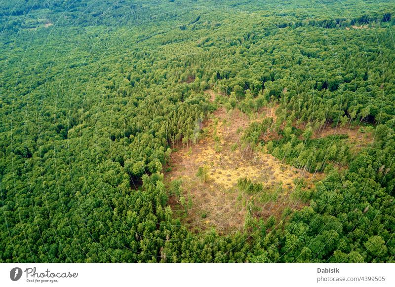 Naturlandschaft mit Kiefern, Vogelperspektive Wald schön Sommer Hintergrund abstrakt Antenne grün Luftaufnahme Schönheit weißrussland Ökosystem Umwelt Europa