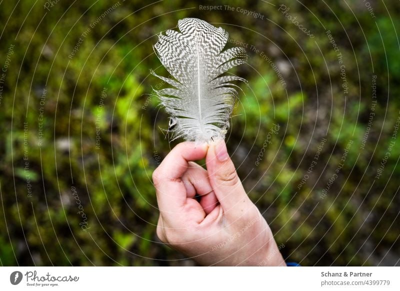 Vogelfeder zwischen den Fingern Hand Feder halten Pinzette Muster fluffig Natur entdecken erforschen weiß Flügel Außenaufnahme fliegen