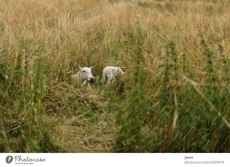Schafsmama mit Lämmchen versteckt im Gas Schafherde blöken stehen liegen sitzen Tier Tiere Nutztier Wiese Nutztiere Tiergruppe Tierfamilie