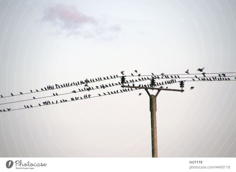 Stare sammeln sich auf Stromleitungen Abend grauer Himmel Spätsommer Vogel Zugvogel Sturnus vulgaris Starenschwärme dicht gedrängt Gruppe Trupp Schwarmbildung