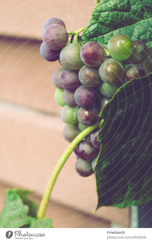 Halbreife blaue Weintrauben an Holzlamellenwand Trauben Frucht Natur grün Außenaufnahme Blatt Pflanze Lebensmittel Gesundheit Nahaufnahme Detailaufnahme