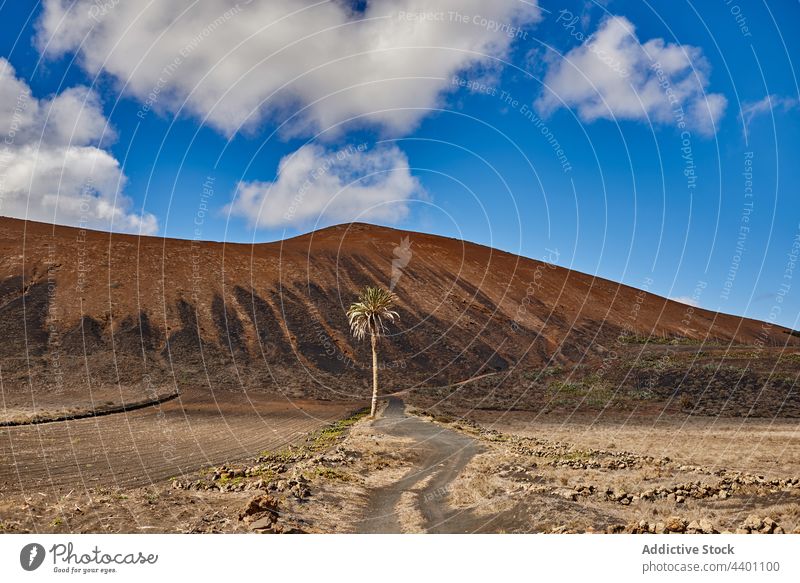Palme wächst in der Nähe eines Hügels in der Natur Handfläche Sand Landschaft trocken Weg Blauer Himmel wolkig tropisch Sommer Fuerteventura Spanien