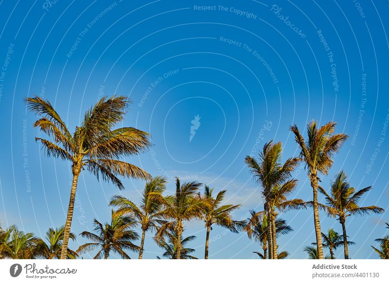 Tropische Palmen vor blauem Himmel Handfläche Blauer Himmel Sommer exotisch Resort sonnig tagsüber Blatt flattern Baum Fuerteventura Spanien Kanarische Inseln