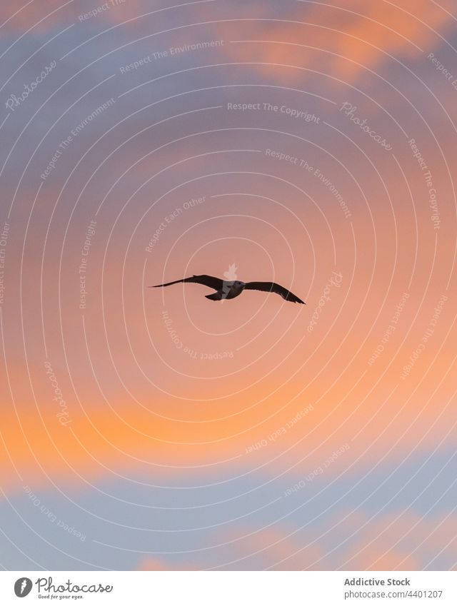 Möwe fliegt gegen Sonnenuntergang Himmel Vogel Fliege schweben Flug Abend Dämmerung rosa Cloud Freiheit Ornithologie Tierwelt Flügel Abenddämmerung Atmosphäre