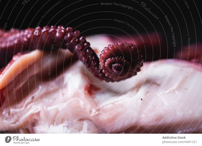 Tentakel eines frischen Oktopus im dunklen Studio Octopus Saugnapf roh Meeresfrüchte Produkt natürlich ungekocht Lebensmittel rund Form Kurve Feinschmecker