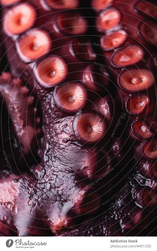 Oktopus mit roten Tentakeln auf dunklem Tisch Octopus Saugnapf roh frisch Meeresfrüchte Farbe ungekocht Produkt natürlich Lebensmittel rund Form Feinschmecker