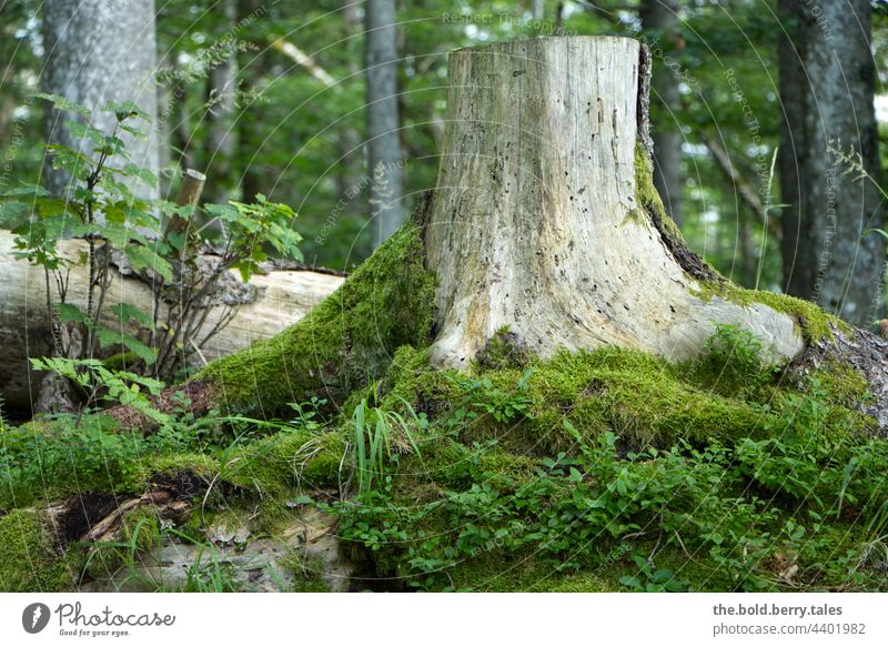 Mit Moos bewachsener Baumstumpf im Wald Sommer Baumruine grün Natur Farbfoto Außenaufnahme Menschenleer Pflanze Tag natürlich