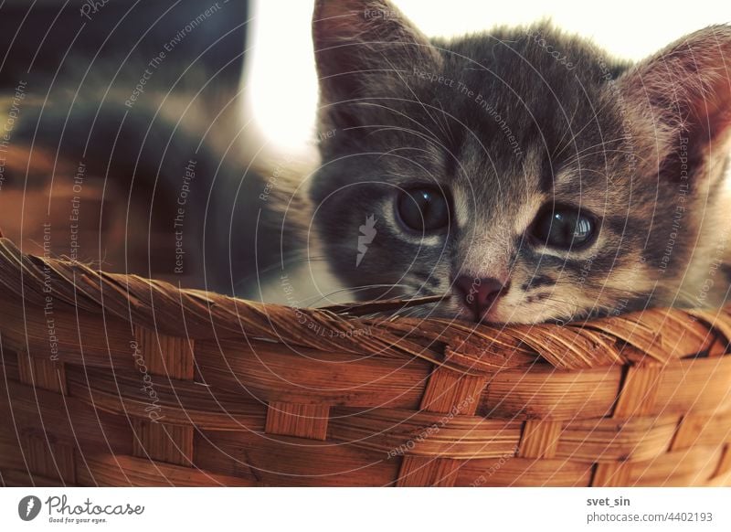 Ein gestreiftes graubraunes Kätzchen liegt in einem Weidenkorb und schaut aufmerksam in die Kamera. Katzenbaby Gesicht Korb im Innenbereich Tabby heimwärts