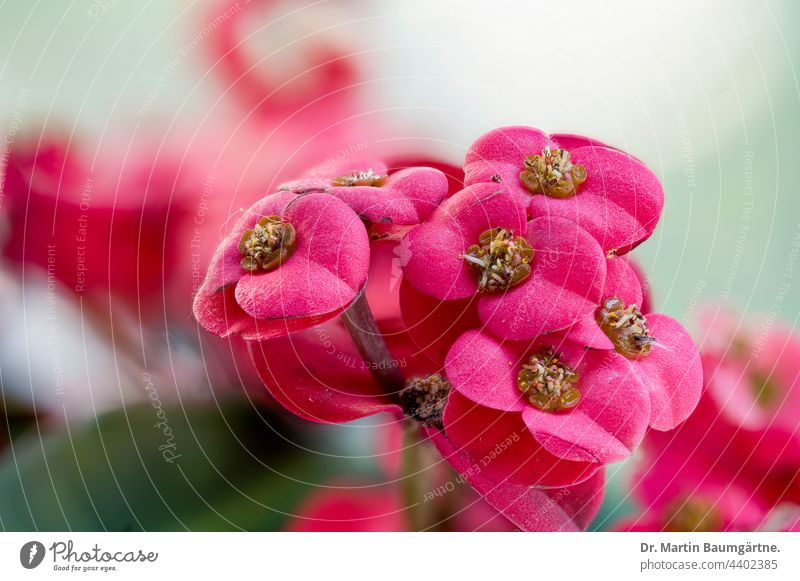 Euphorbia milli, Euphorbiaceae, rote Blütenstände des Christusdorns Wolfsmilchgewächse aus Madagaskar Strauch sukkulent Sukkulente Pflanze Zimmerpflanze giftig