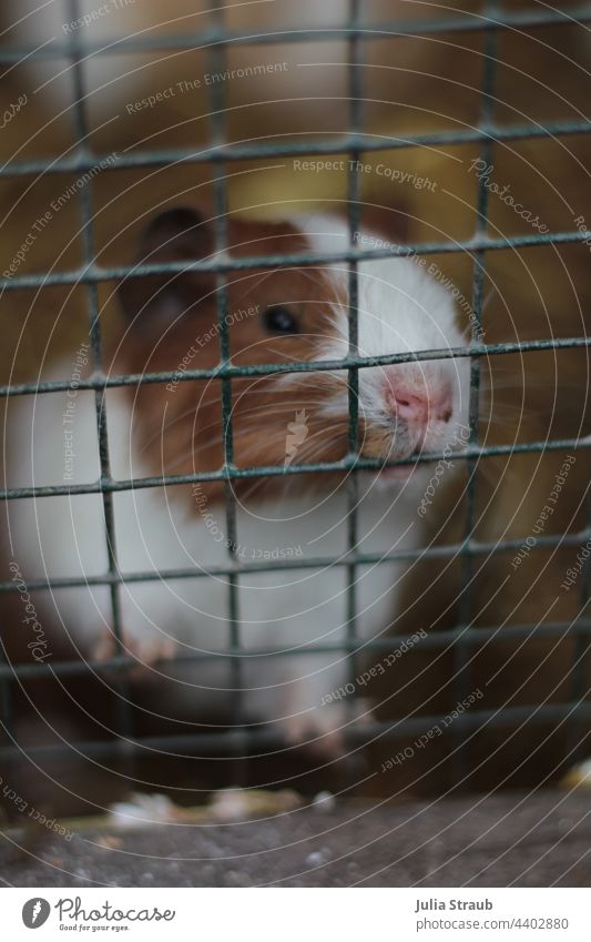 Meerschweinchen hinter Gittern Hamster Tiere in Gefangenschaft Wildpark nager Gehege Tiergesicht Krallen zeigen festhalten knabbern Schnurrhaare braun und weiß