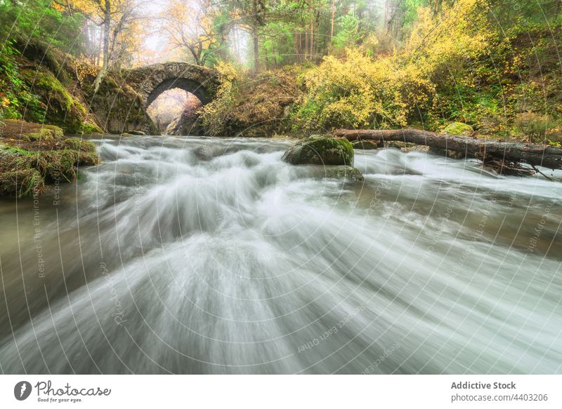 Fluss mit schnellem Wasser fließt zwischen Herbstbäumen fließen Bewegung Energie dynamisch Natur Landschaft Brücke Baum strömen vegetieren malerisch reißend alt