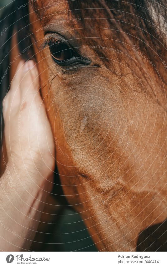 Mann streichelt ein braunes Pferd, indem er seine Hand auf seinen Hals legt, in einer Nahaufnahme mit Ausschnitt Auge Natur Tier Gesicht Haut Behaarung Kopf