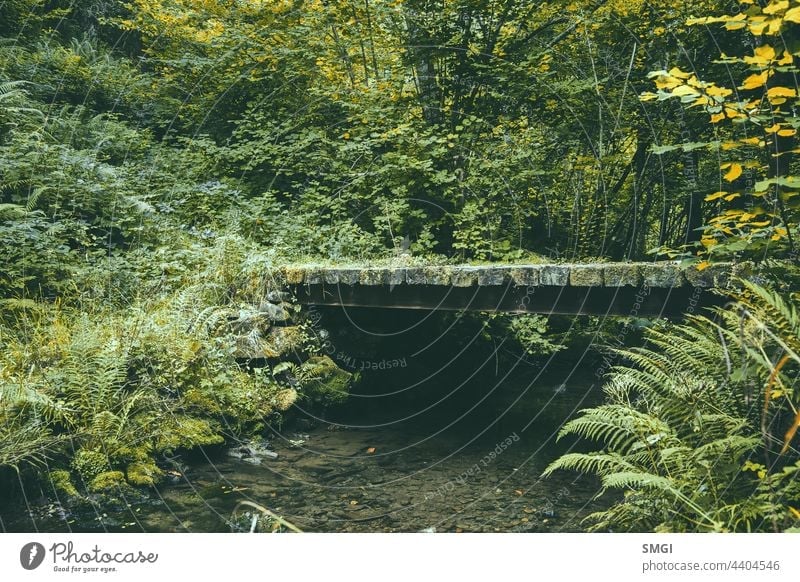 Kleine Holzbrücke inmitten eines Waldes in Nordspanien. Einsamer Ort, magischer Ort Natur einsam Landschaft im Freien Einsamkeit allein Szene Single friedlich