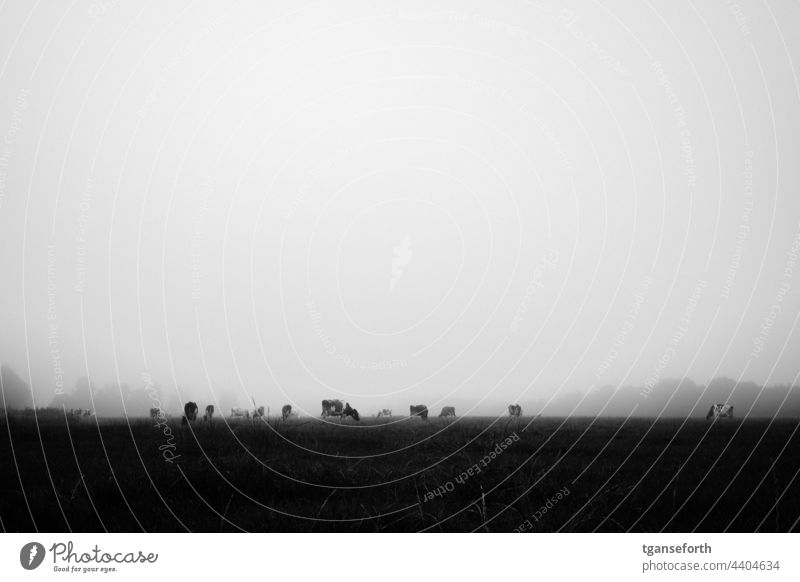 Kuhweide im Nebel Kühe Kuhherde morgens Morgen Morgennebel Außenaufnahme Nutztier Tier Weide Landwirtschaft Landleben Rind Gras Tiergruppe Herde Viehbestand