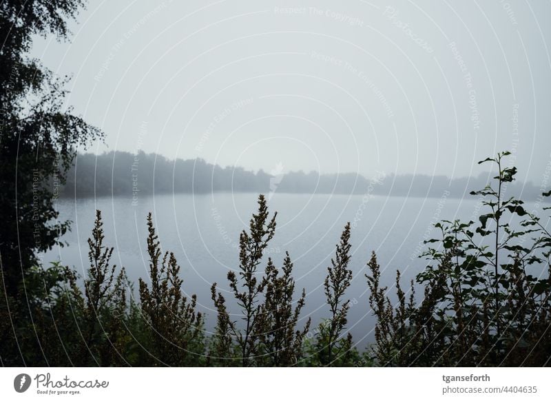 See im Nebel Morgen Morgenstimmung Außenaufnahme Menschenleer ruhig morgens Umwelt Naturschutzgebiet Ufer Stimmung Wasser Landschaft Ruhe Morgennebel