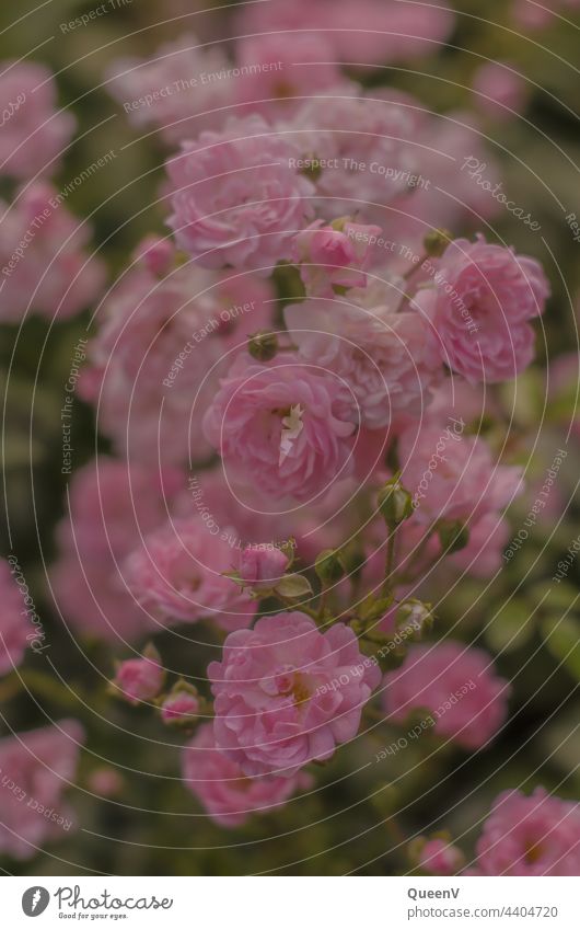 Kleine Rosen mit einer romantische Stimmung Blumen rosa Romantik Natur Blumenstrauß Frühling Frühlingsgefühle traumhaft Blüte Dekoration & Verzierung