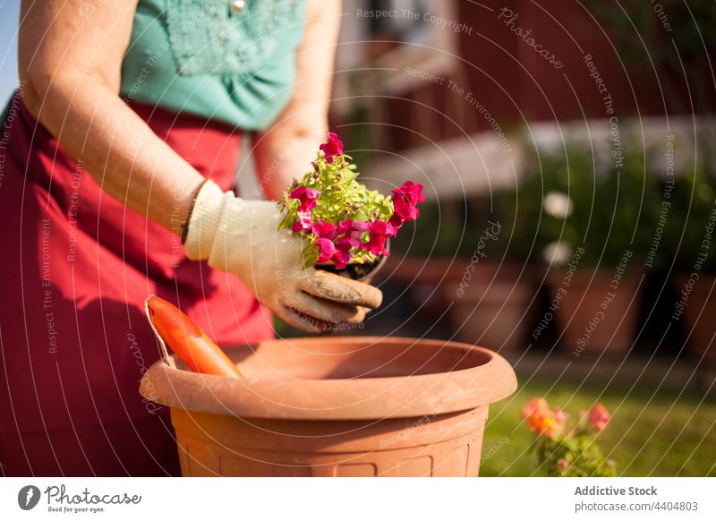 Anonyme reife Frau Gärtnerin Garten Blumen Pflanzen Erholung Pause Natur Arbeit frei Frühling Terrasse Hände Leidenschaft Hobby kariert jung Gartenarbeit