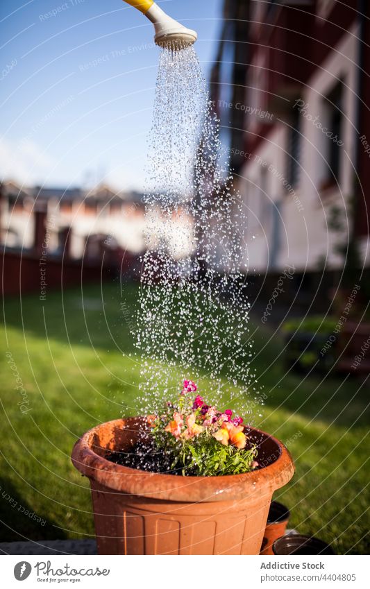 Dusche beim Blumengießen an einem sonnigen Tag Gießkanne Bewässerung Wasser Natur natürlich Gartenarbeit im Freien farbenfroh Botanik brünett Arbeit wachsend
