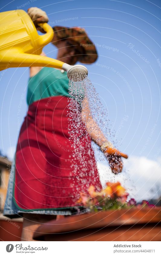 Ältere Frau gießt Blumen Gießkanne Bewässerung Wasser Natur natürlich Gartenarbeit im Freien farbenfroh Botanik brünett Arbeit wachsend Mulch schön Blütezeit