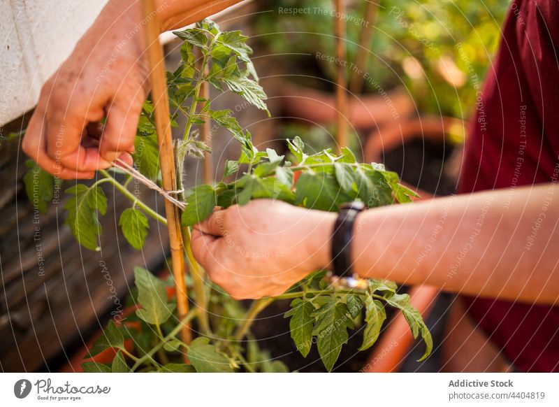 Anonyme reife Frau Gärtnerin abstützen Natur Arbeit Nahaufnahme Krawatte Frühling wachsend Landwirt Hobby menschlich Gartenarbeit Lifestyle kultivieren Pflege