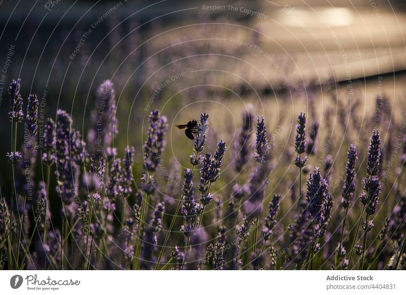 Hummel posiert auf Lavendelblüten schließen Wanze Tier schwarz Flora Natur purpur Blüte Makro wild blau Blume Liebling Insekt Sommer Biene Pollen Tierwelt