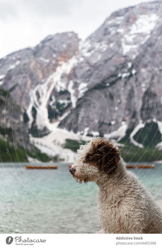 Flauschiger Hund sitzt am Ufer eines Sees im Hochland Seeufer Teich Tier Fussel Haustier Berge u. Gebirge Pragser Wildsee Dolomit Italien Alpen pragser wildsee