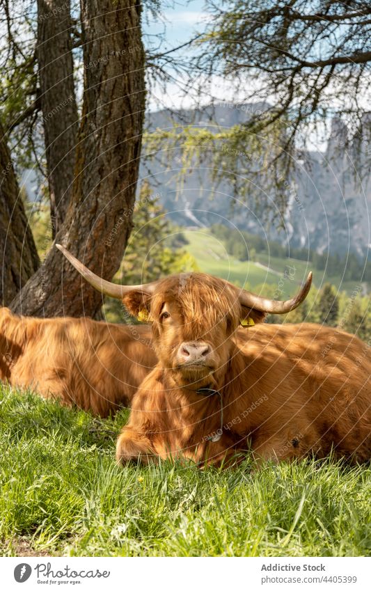 Hochlandrinder auf einer Wiese in den Bergen liegend Rind Kuh Berge u. Gebirge Weide weiden Lügen Tier heimisch Dolomit Alpen Italien Gras Landschaft Natur