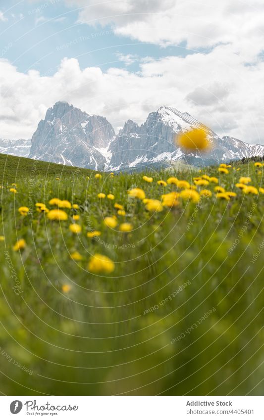 Alpenwiese mit gelben Blumen in den Bergen alpin Wiese Berge u. Gebirge Hochland Feld Blütezeit Landschaft Dolomit Italien Umwelt Tal wachsen Wachstum Hügel