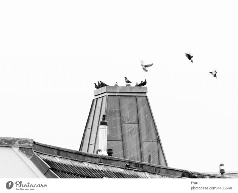 Taubenturm Vögel Meeting Schonstein Dach fliegen sitzen Turm