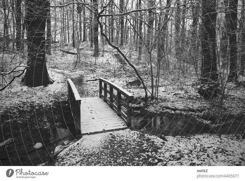Übergangslösung Brücke Bach Winter Landschaft Natur Umwelt Sträucher Park Wasser Baum Idylle Schatten Geländer Ruhe geheimnisvoll Wasserspiegelung Nebenarm